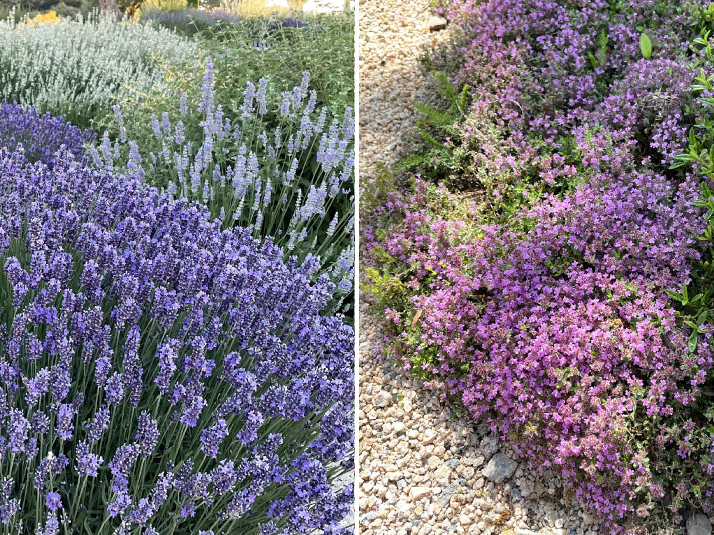 Plantas aromáticas: ¡Imagina el perfume!